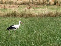 170723 11-01 P1460222