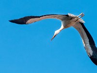 180723 09-12 P1460341