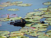 Caïman en mode périscope
