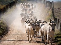 Troupeau à Pico de Gavio