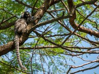 Les Sagouins du pain de sucre