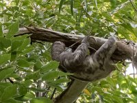 Un plus paresseux que moi