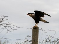 Caracara