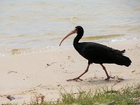 Ibis