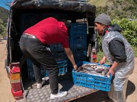 Collecte des truites