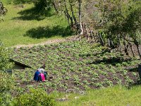 Travail dans les champs