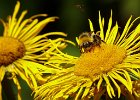 Bosser dans le jaune : Animal, BestOf, Fleur