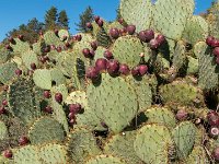 web-9 : FRA, France, Pierrerue, Provence-Alpes-Côte d'Azur, Saint-Pierre