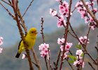 Zoom sur l'oiseau jaune : Animal, BestOf, Fleur, show
