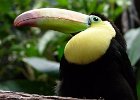 Toucan : Animal, BestOf, show