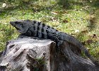 Iguane de Chichen Itza : Animal, BestOf