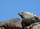 Iguane de Chichen Itza : Animal, BestOf