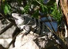 Iguane de Chichen Itza : Animal, BestOf, show