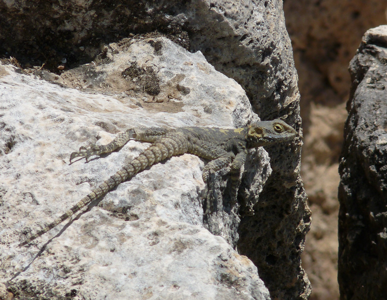 P1000693.jpg - PWC Denizli