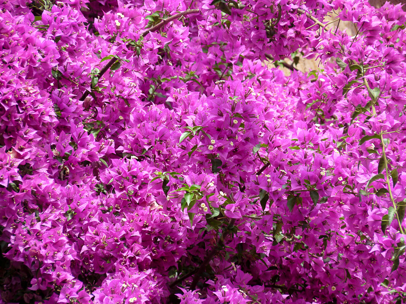 P1010614.jpg - PWC Denizli