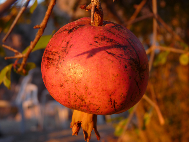 P1070763.jpg - Voie Lycienne