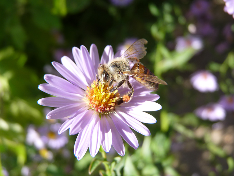 P1070861.jpg - Voie Lycienne