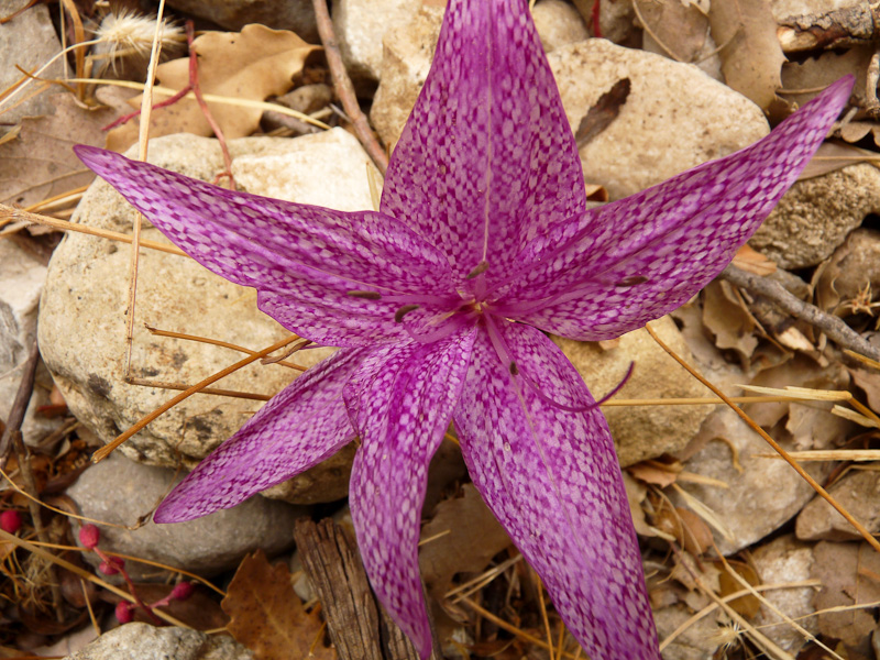 P1080499.jpg - Voie Lycienne