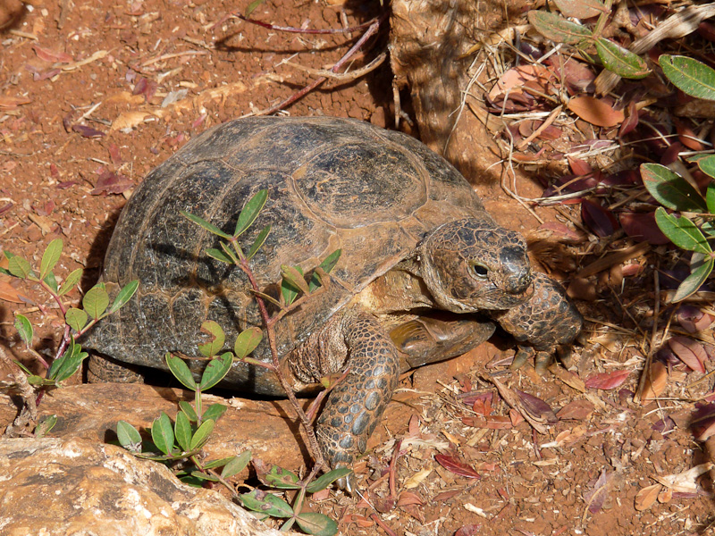 P1080639.jpg - Voie Lycienne