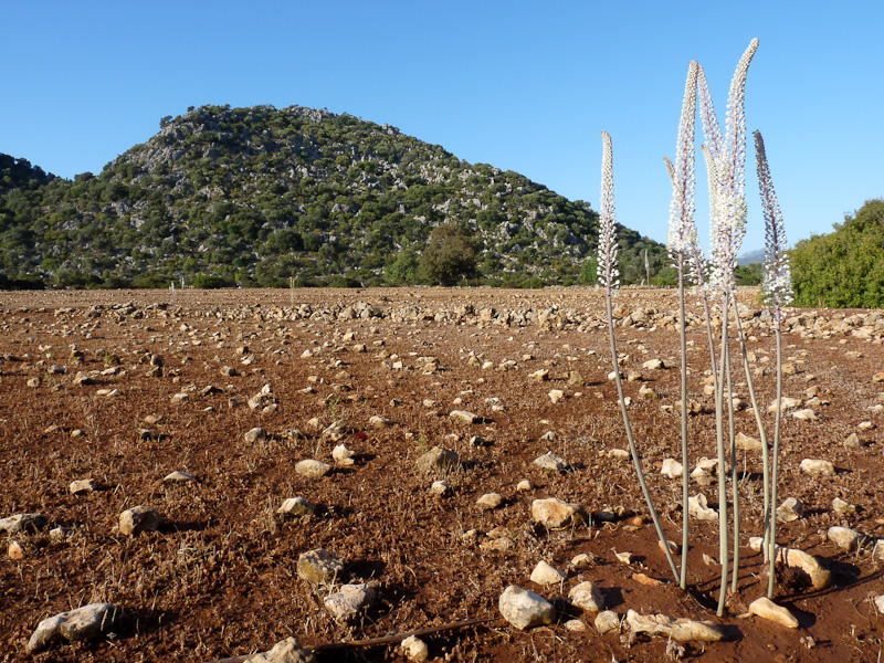 P1080864.jpg - Voie Lycienne