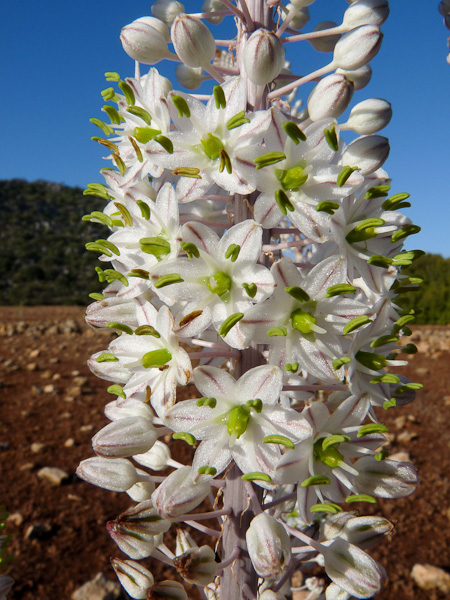 P1080868.jpg - Voie Lycienne