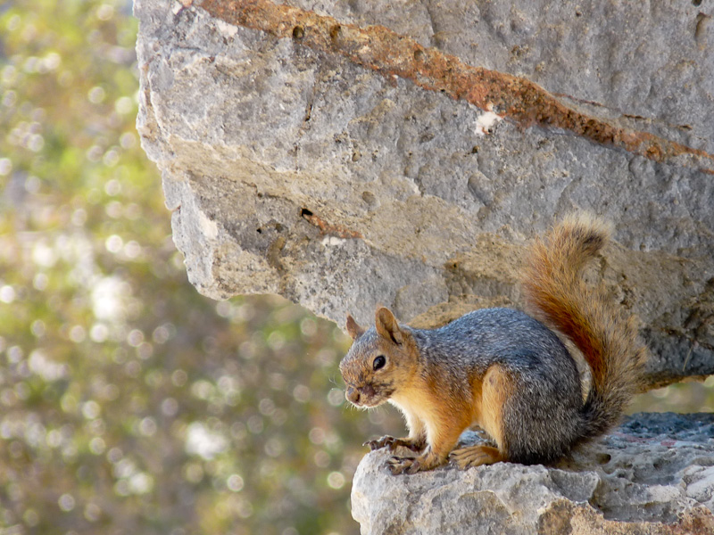 P1080986.jpg - Voie Lycienne