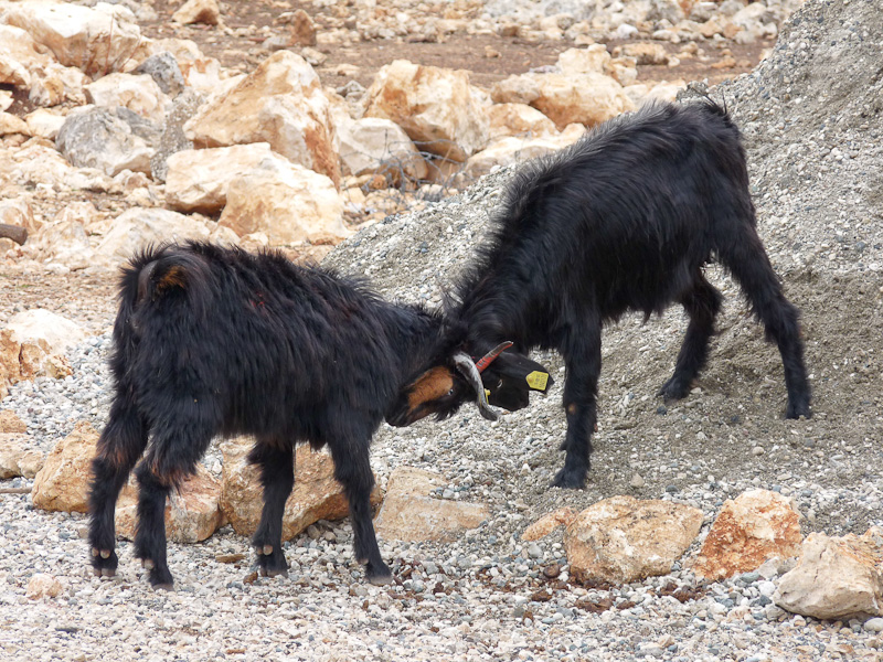 P1090052.jpg - Voie Lycienne