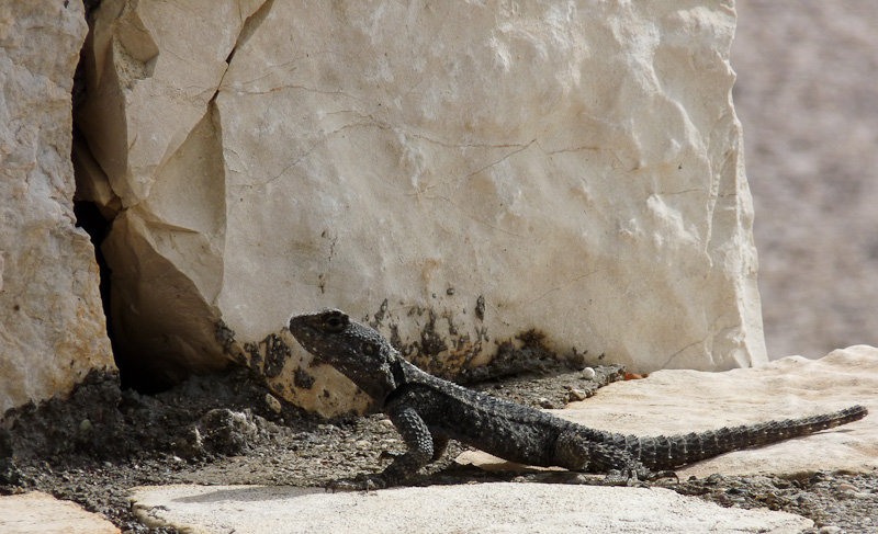 P1090158.jpg - Voie Lycienne