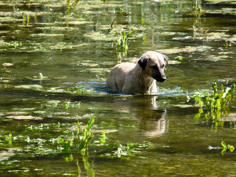 P1090549.jpg - Voie Lycienne