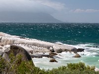 Les manchots de Boulders beach