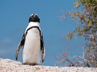 manchot de Boulders beach