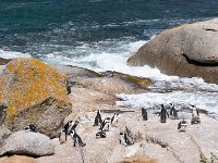 Les manchots de Boulders beach