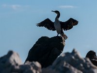 Bain de soleil pour un vieil oiseau