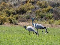 La grue bleue, oiseau nationnal