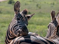 Ca me gratte dans le dos