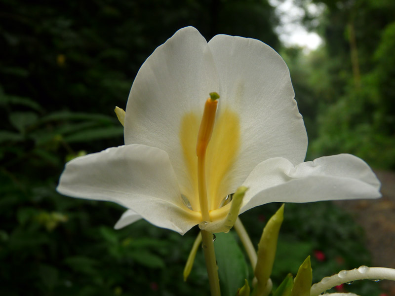 P1050059.jpg - PWC Brésil