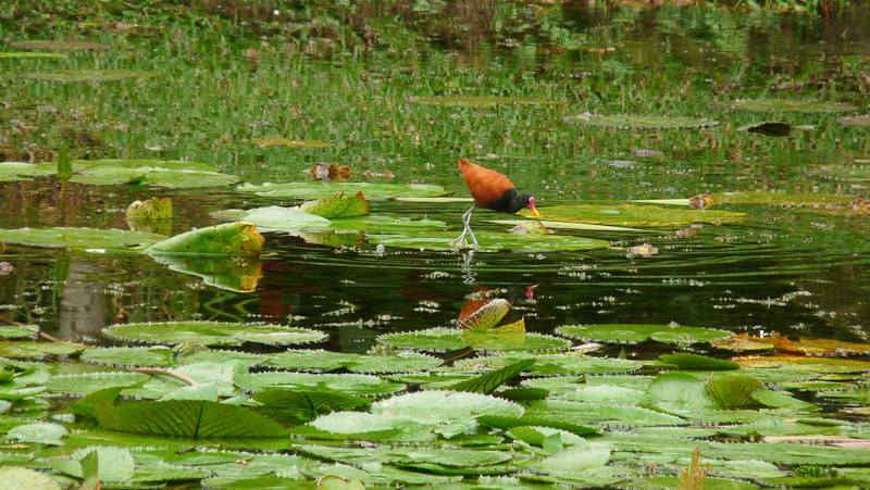 P1050076.jpg - PWC Brésil