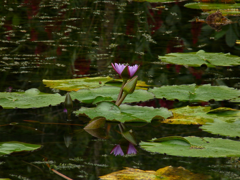 P1050081.jpg - PWC Brésil