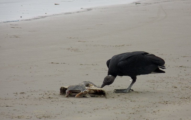 P1050182.jpg - PWC Brésil