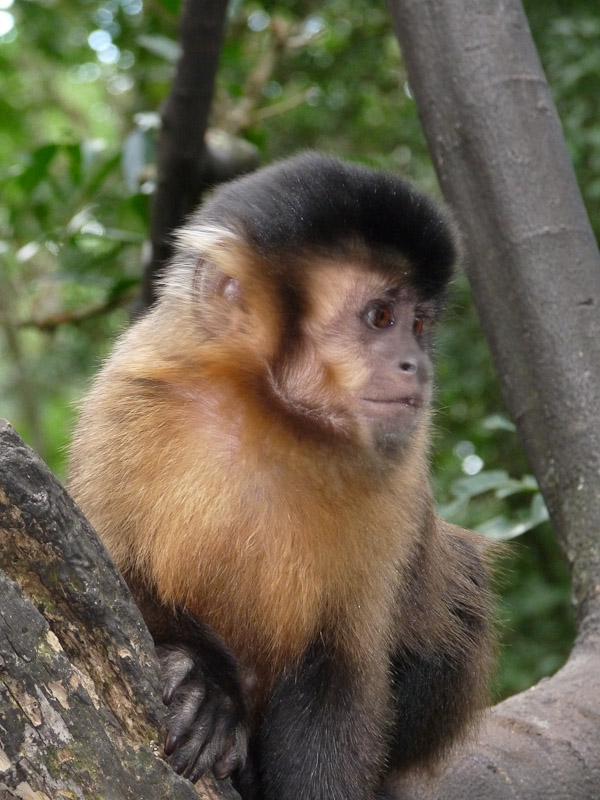 P1050565.jpg - PWC Brésil